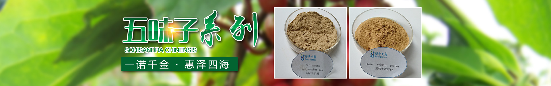 湖南諾澤生物科技有限公司_湖南健康植物提取物|保健品的原料有哪些|哪家公司的植物提取質量更好